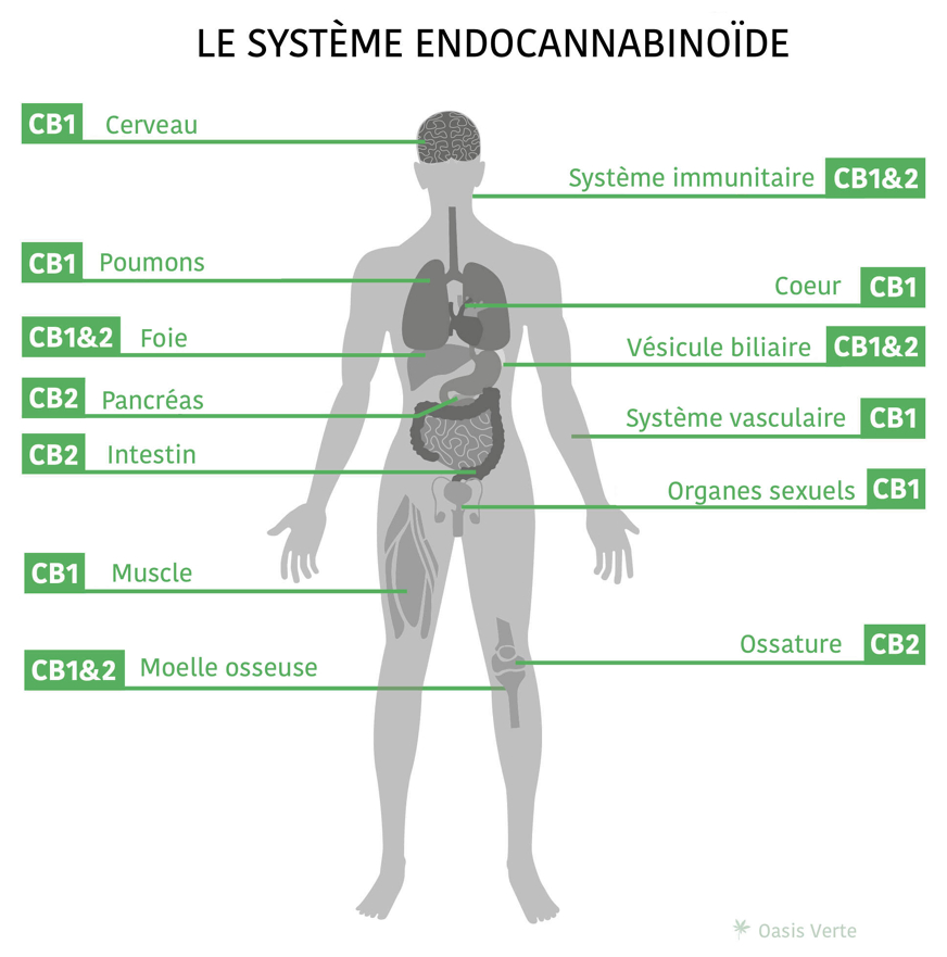 cbd perte de poids